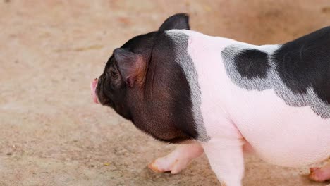 a mini pig walks around a sandy area