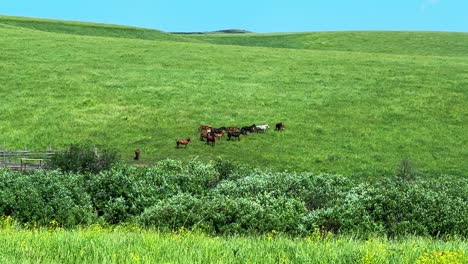 A Serene Pastoral Scene: Cattle Grazing on Lush Green Hills Under a Clear Blue Sky - A Snapshot of Rural Life and Nature&#039;s Bounty