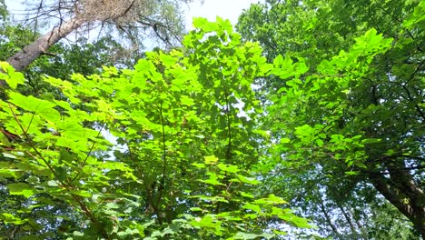 green leaves and branches in a forest