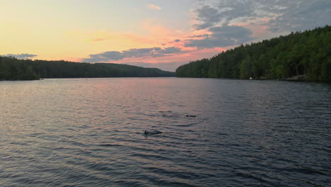 loons fish on a lake at sunset