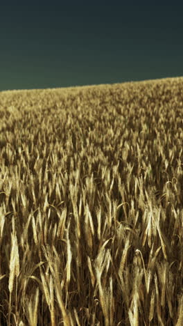 golden wheat field at sunset