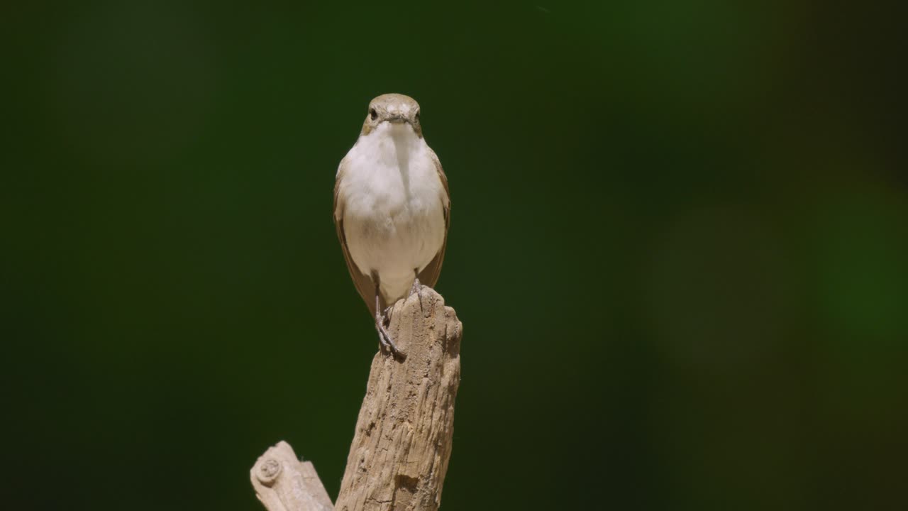 маленькая птица, сидящая на ветке