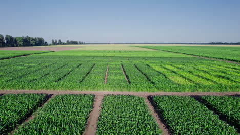 agricultura verde campo de maíz