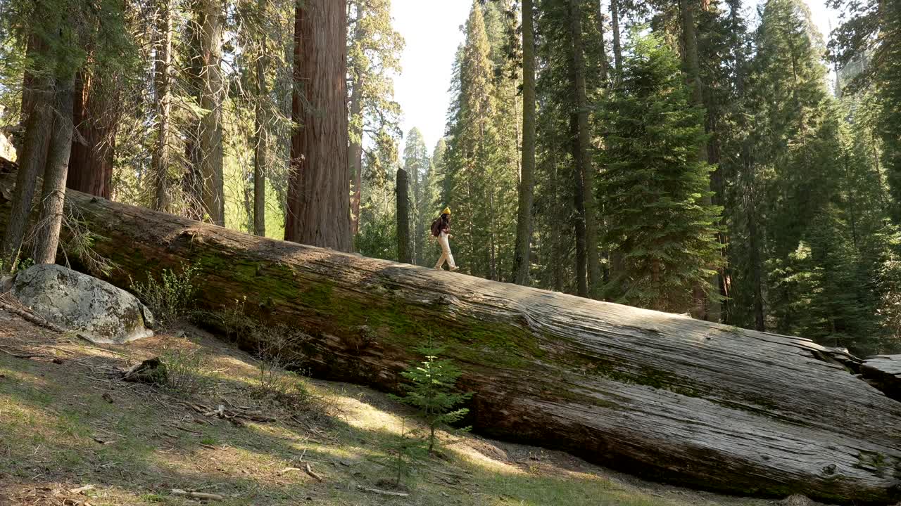 Person går på en kæmpe væltet sequoia-træstamme i en skov
