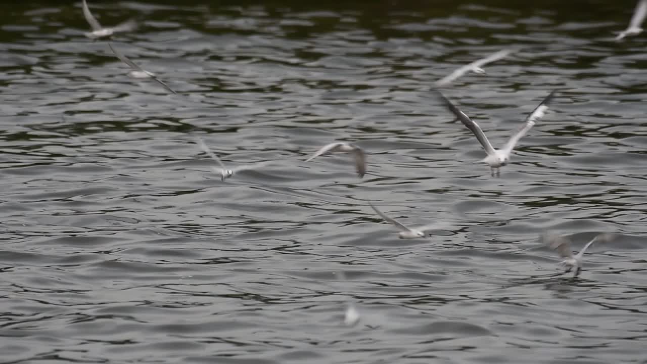 крачки и чайки, ищущие корм, - мигрирующие морские птицы в таиланде, летают кругами, по очереди выискивая корм, плавающий в море у причала центра отдыха бангпу
