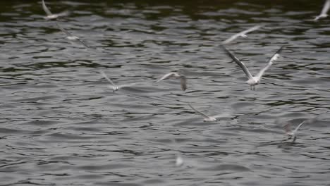 Terns-and-Gulls-Skimming-for-Food-are-migratory-seabirds-to-Thailand,-flying-around-in-circles,-taking-turns-to-skim-for-food-floating-on-the-sea-at-Bangpu-Recreational-Center-wharf