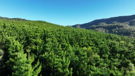 Smooth-drone-shot-flying-low-over-a-series-of-pine-trees-with-hills-in-the-distance-on-the-clear-blue-sunny-day