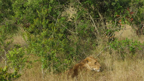 Leones-Descansando-En-Ol-Pejeta,-Kenia.-Tomas-De-Mano