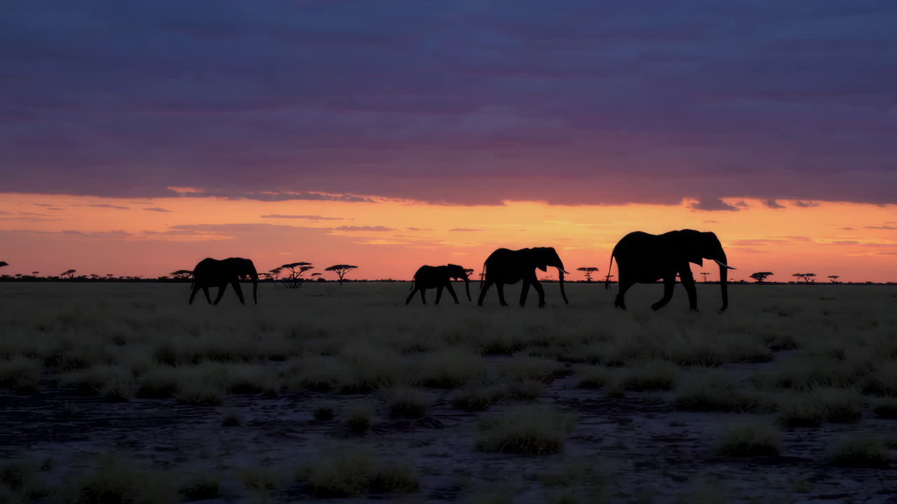 Elefanter vid soluppgång/solnedgång på den afrikanska savannen