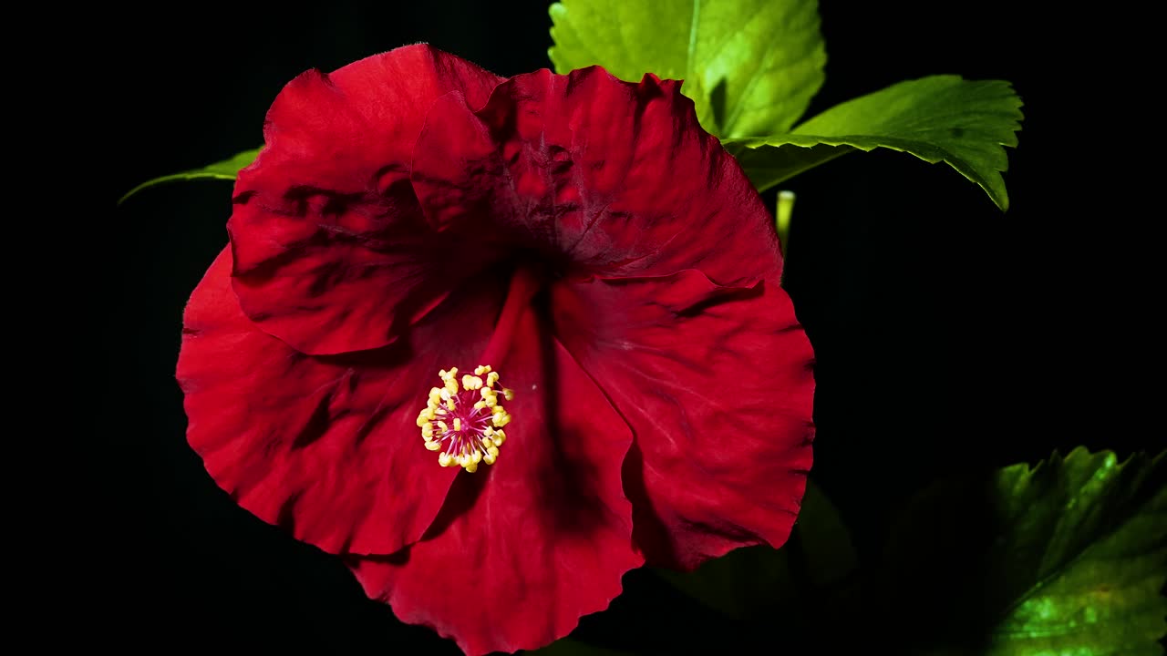 Time lapse of a blooming red hibiscus flower
