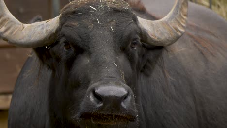 eye-contact with a beautiful domestic buffalo