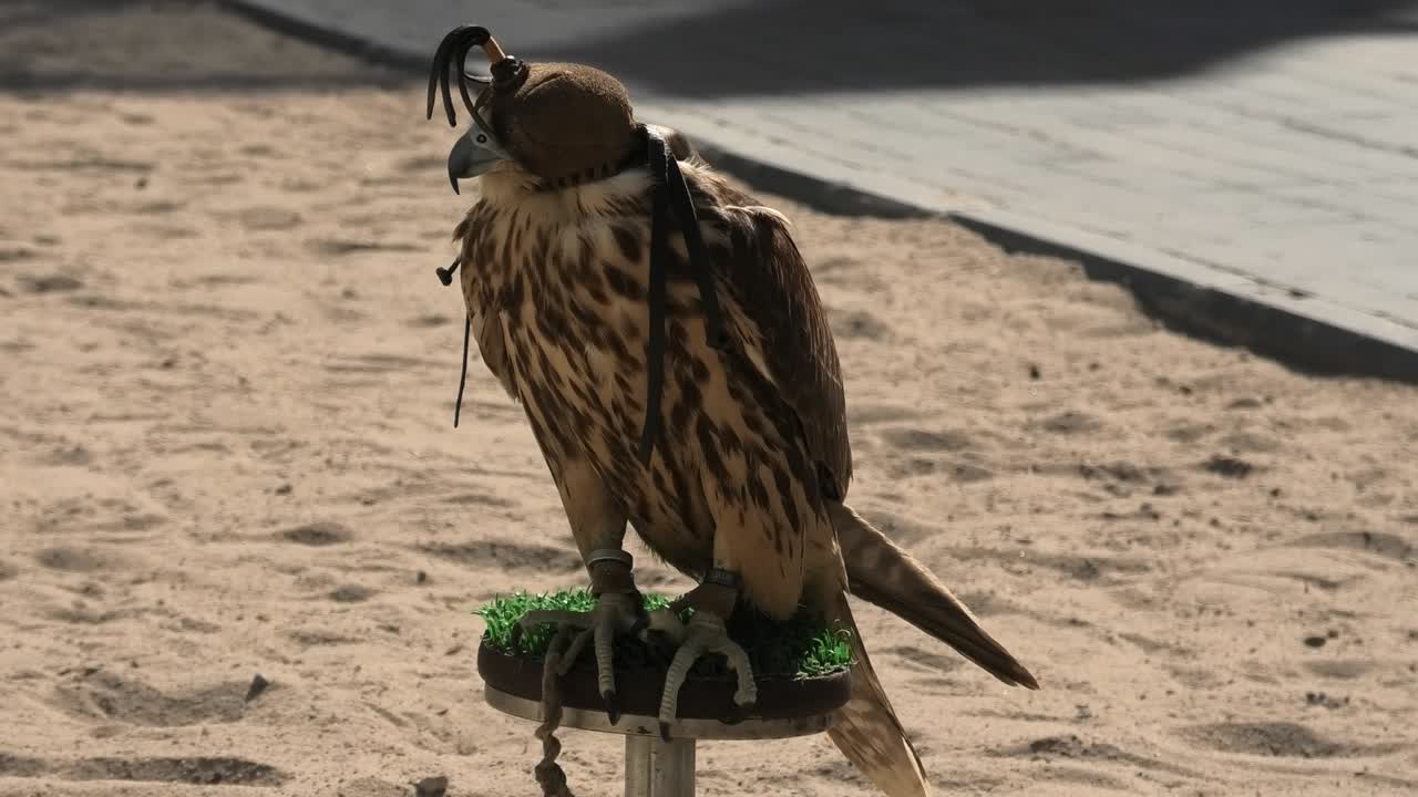 el halcón en el souk del halcón de doha