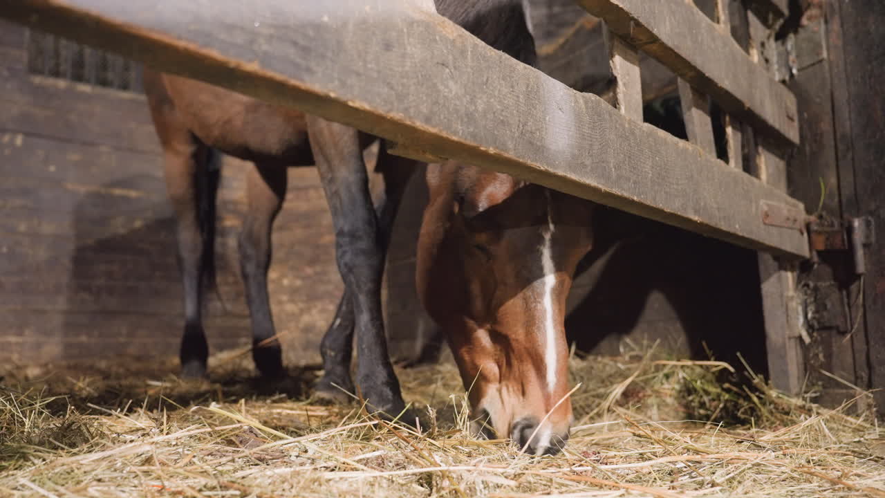 Brun hests hoved under staldåbningen, der spiser hø, nærbillede af mule og næsebor, der viser blid tygning, varmt lys på træplanker, halmstøv svævende, rolig landbrugsscene med underforstået opsyn, pastoral ro.