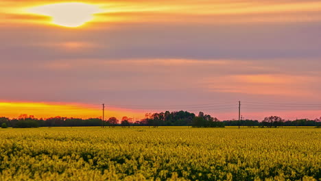 time lapse of a landscape full of yellow rape seed flower, a beautiful farm field