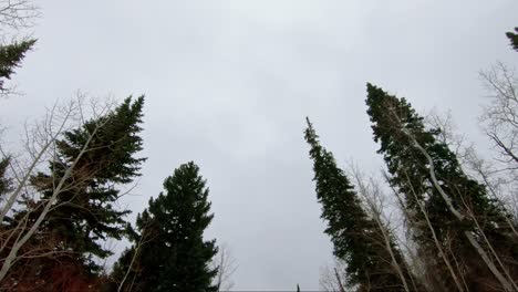 beautiful shot looking up at tall looming pine trees and aspens on an overcast gloomy day in colorado