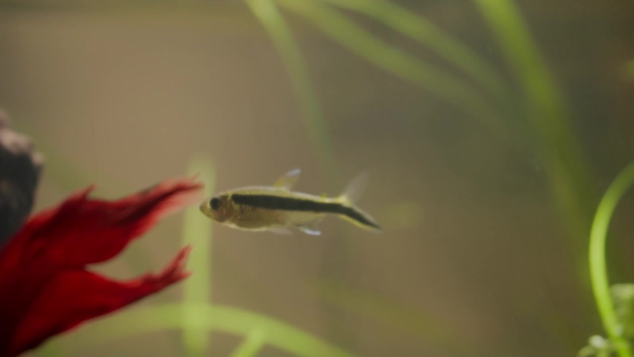 Pesce Tetra Pinguino in acquario piantumato con grande pesce Betta rosso.