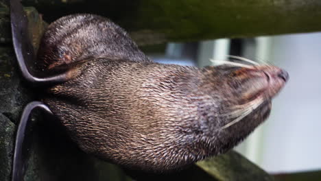 vertical shot of a cute new zealand fur seal pup