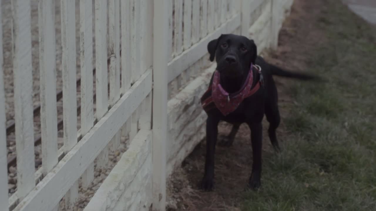 Dog barking and wagging tail at camera alongside white picket fence