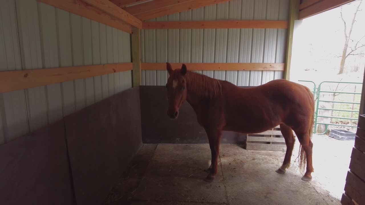 Horse standing inside of a barn on a bright sunny day