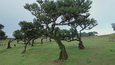 twisted laurel trees on a mountain slope