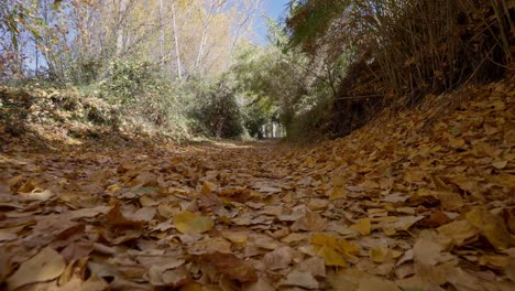 Tunnelblick-Auf-Fallende-Pappelblätter-An-Einem-Herbsttag,-Aufgezeichnet-Vom-Boden-Aus