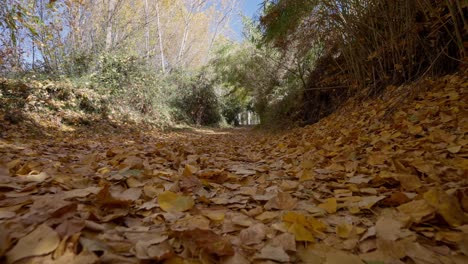 tunnel view on poplar leaves falling on an autumn day, recorded ground level