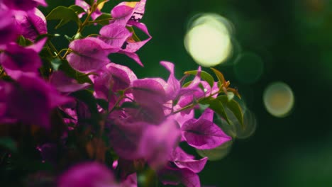 bougainvillea paperflower pink flower bush in the evening sunlight