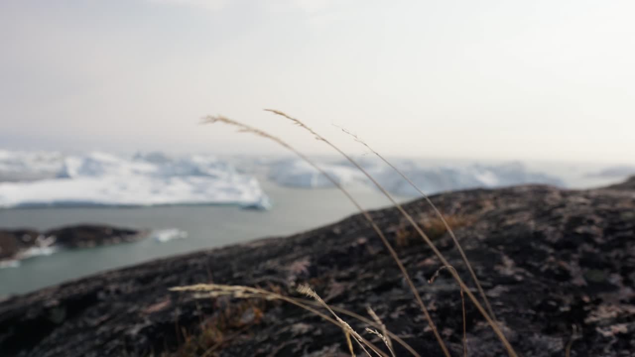 Grass on Rocky Coastline in Ilulissat Greenland with Icebergs in Fjord - Still Shot