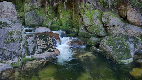 Tilt-down-small-whitewater-rapid-in-deep-mossy-rainforest-boulders