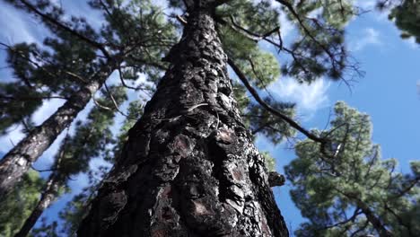 looking up a burned canary pine tree