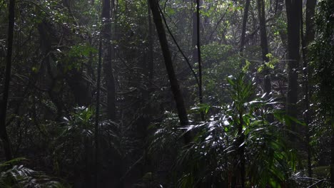 a serene journey through a mist-covered rainforest.