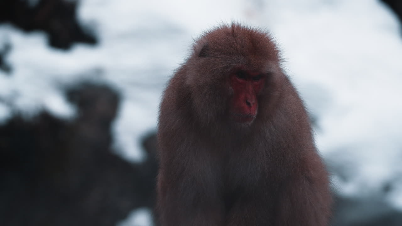 monos de nieve relajándose en una fuente termal en el parque de monos jigokudani en nagano, japón, en medio de un paisaje nevado