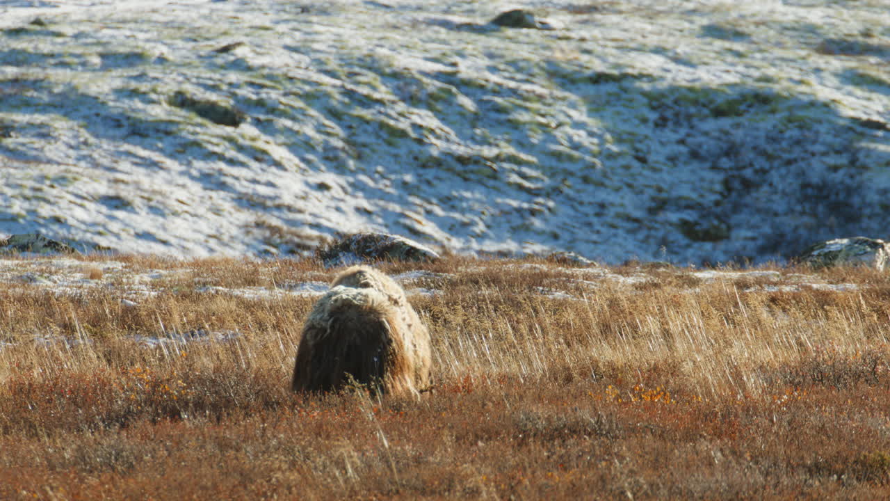 Lone Musk Ox Ovibos moschatus in the Glow of Arctic Dusk Norway