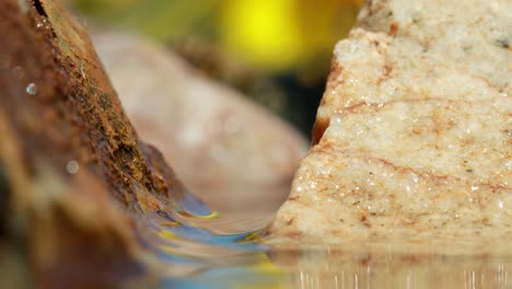 Honey-bee-perched-on-rock-drinks-water,-close-up