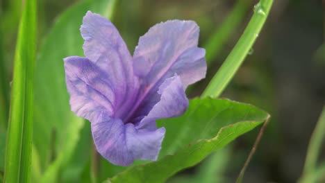primer plano de flores de color púrpura, naturaleza
