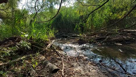 Wasser-Fließt-Im-Frühherbst-Entlang-Der-Sumpfgebiete,-Statisch