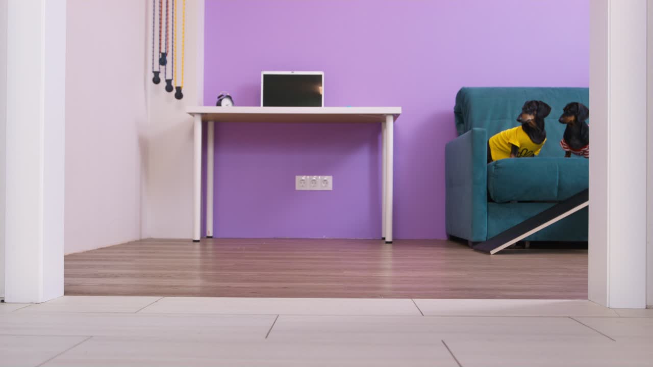 Black dachshund dogs jump down of couch running out of room to owner call. Hungry domestic pets dressed in t-shirts went to eat at home