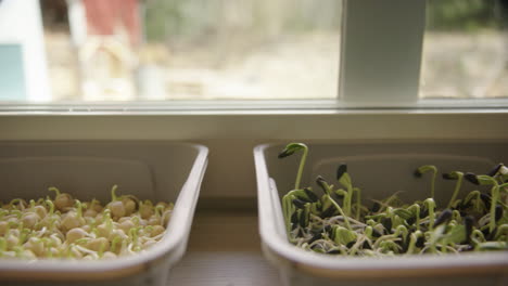 cultivo de microvegetales en bandejas, col rizada, girasol, guisantes, seguimiento de cerca a la derecha