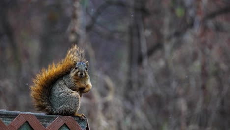 slowmotion shot of a squirrel eating a nut and then itching behind its ear