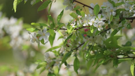 bee feeding on the lush fragrant flowers of the apple tree in the orchard