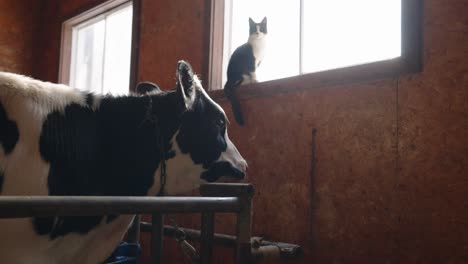 dairy cattle - dairy cow in the shed turns his head facing the cat on the window