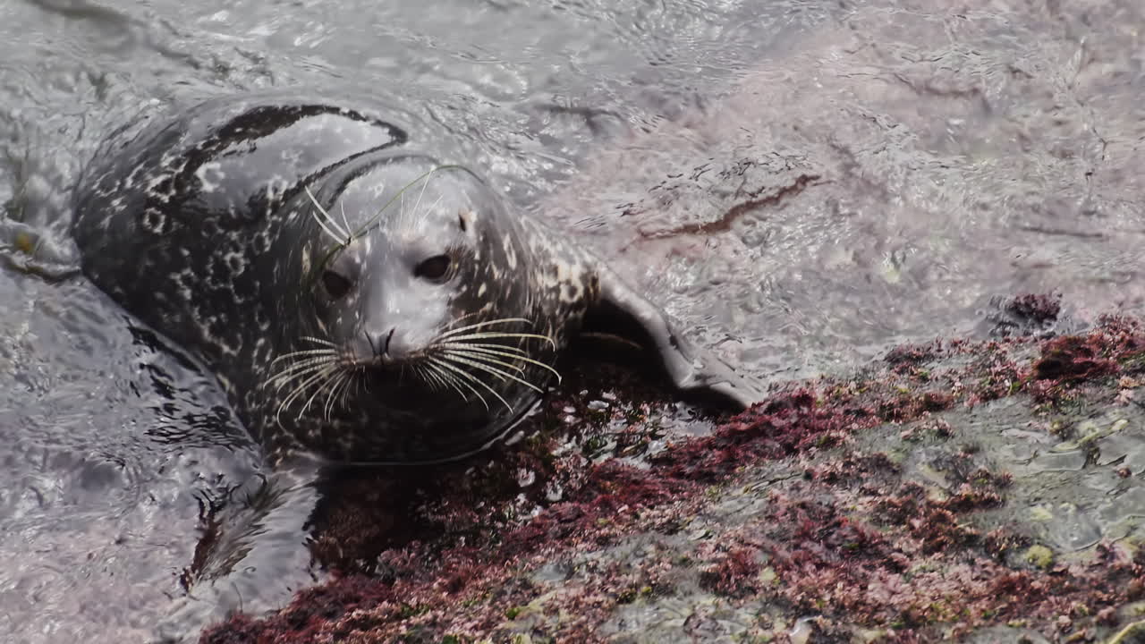 Close up of a seal resting on wet rocks by the sea, showing its whiskers, fur texture, and calm expression