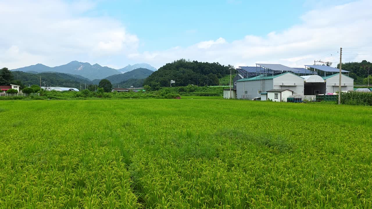 Camera tilts up from a lush green rice field to reveal a modern farm building with solar panels, showcasing sustainable agriculture in Gapyeong, South Korea