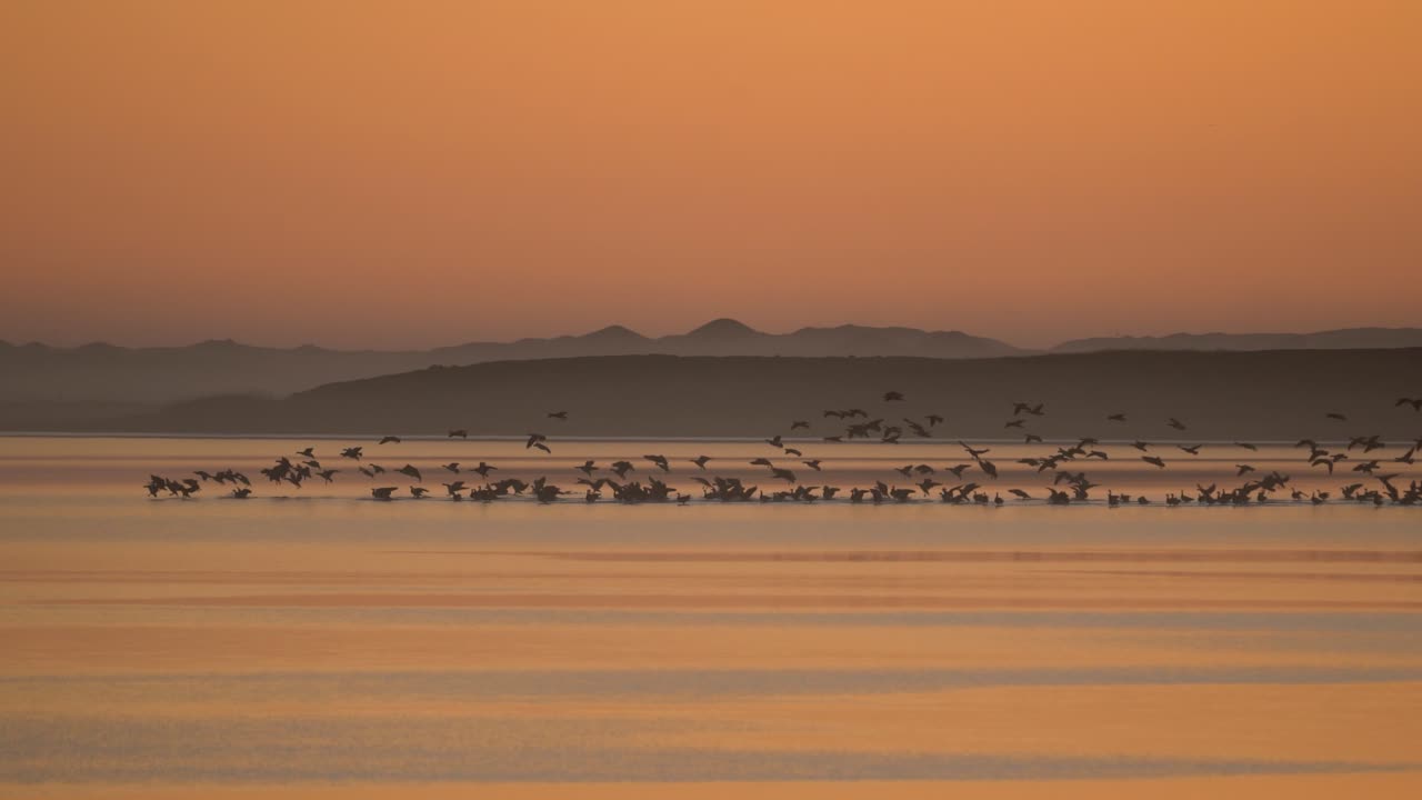 Elokuvallinen ilmasta kuvattu seurantakuva hanhiparvesta laskeutumassa tyynelle järvelle auringonlaskun aikaan, siluetit piirtyen lämmintä oranssia taivasta vasten kaukaisten kukkuloiden ollessa taustalla. Islanti, Eurooppa