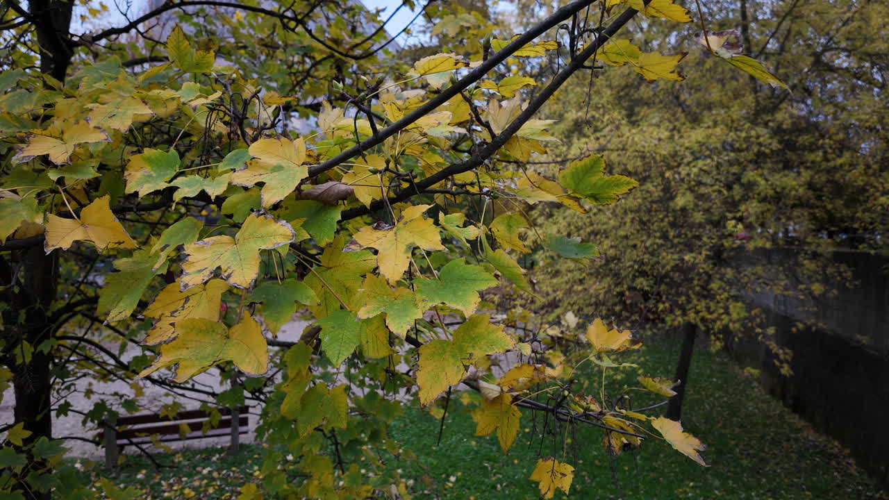 Autumn Leaves in a Park