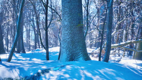 pine trees covered with snow on frosty evening