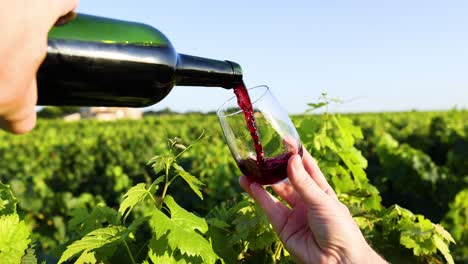 el vino se vierte en vasos en el viñedo
