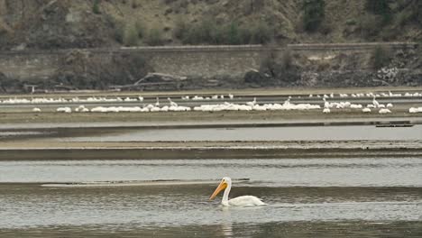 kamloops' fall spectacle: american white pelicans in cooney bay