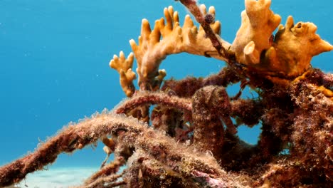 caballo de mar en aguas poco profundas del arrecife de coral en el mar caribe alrededor de curaçao