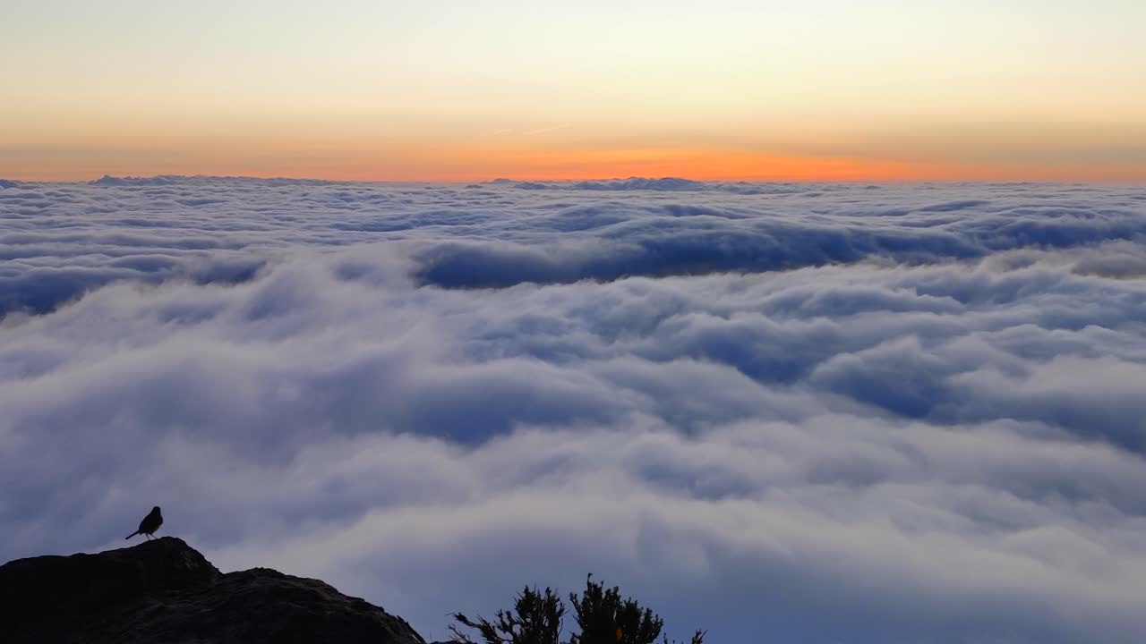 silueta de pájaro caminando en el pico de la montaña sobre el paisaje nublado en madeira, zoom en la vista